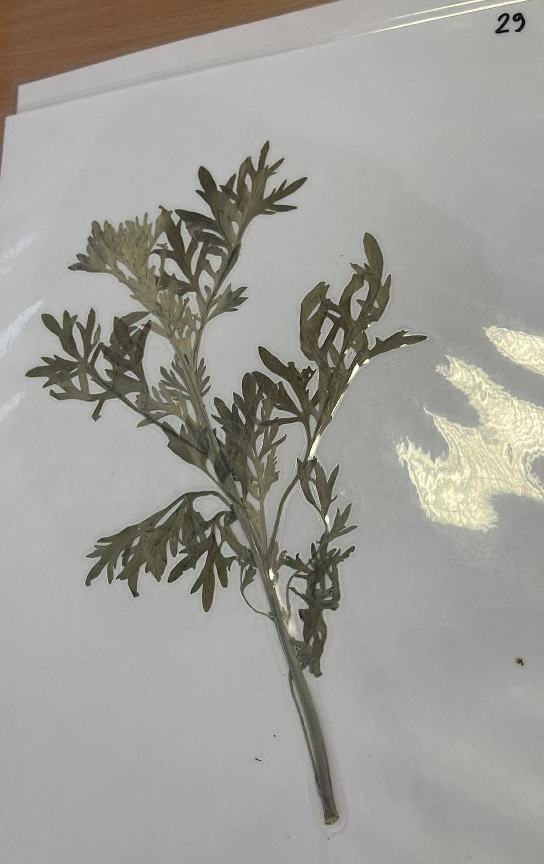 Rastlina Artemisia absinthium